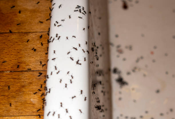 Best Exterminator Services  in Nth Plains, OR