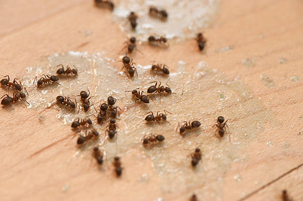 Wasp Removal Services in North Plains, OR