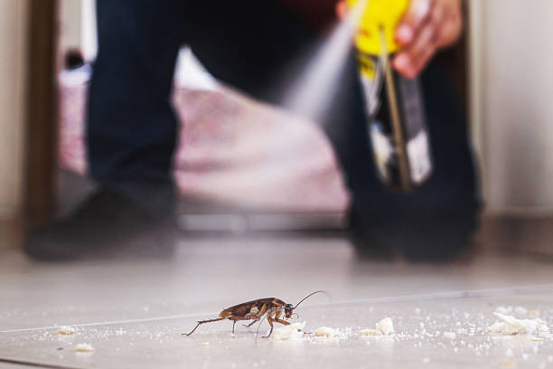 Best Rat Extermination Near Me  in Nth Plains, OR