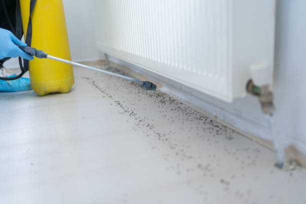 Best Affordable Pest Control Services  in Nth Plains, OR